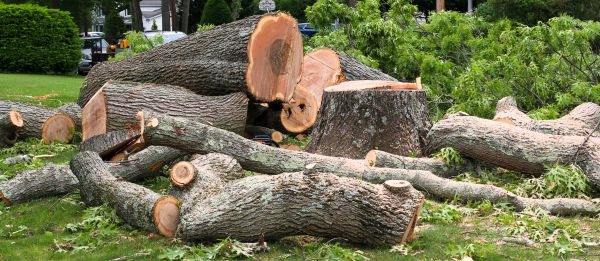Large Tree Removal in Laguna Niguel