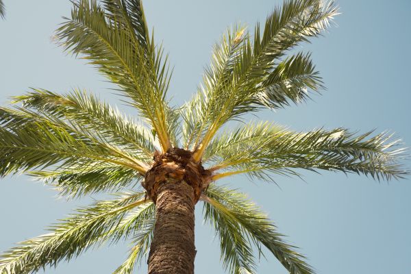 Palm Tree Removal in Laguna Niguel