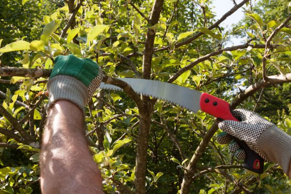 Small Tree Removal in Laguna Niguel