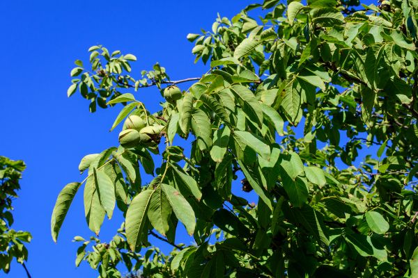 Cost of Walnut Tree Removal in Laguna Niguel