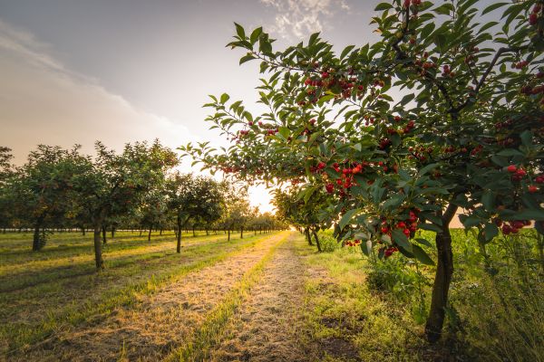 Cost of Cherry Tree Removal in Laguna Niguel