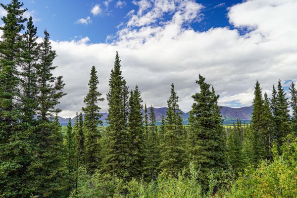 Cost of Spruce Tree Removal in Laguna Niguel