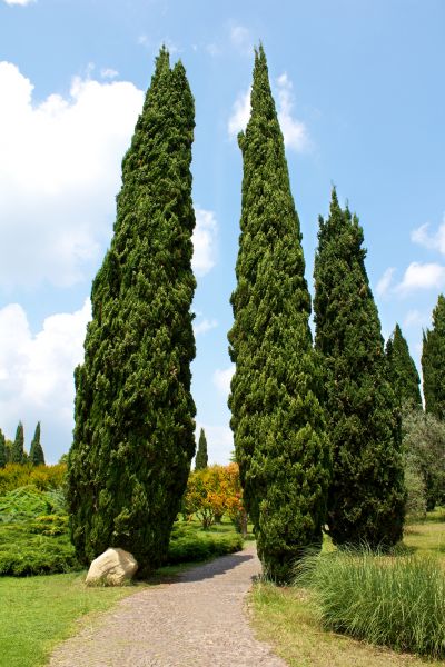 Cost of Cypress Tree Removal in Laguna Niguel