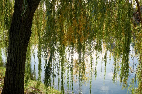 Cost of Willow Tree Removal in Laguna Niguel