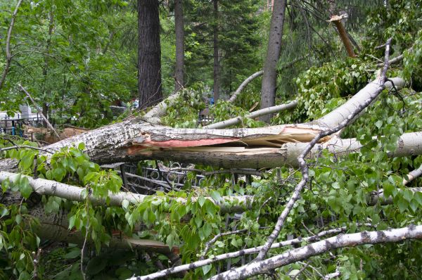 Cost of Birch Tree Removal in Laguna Niguel