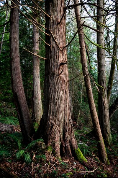 Cost of Cedar Tree Removal in Laguna Niguel