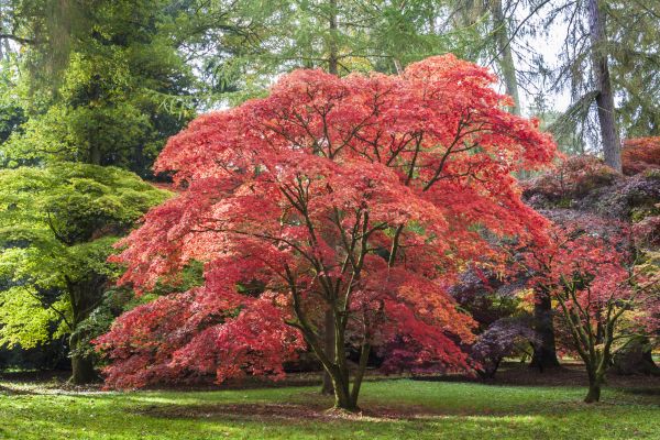 Cost of Maple Tree Removal in Laguna Niguel