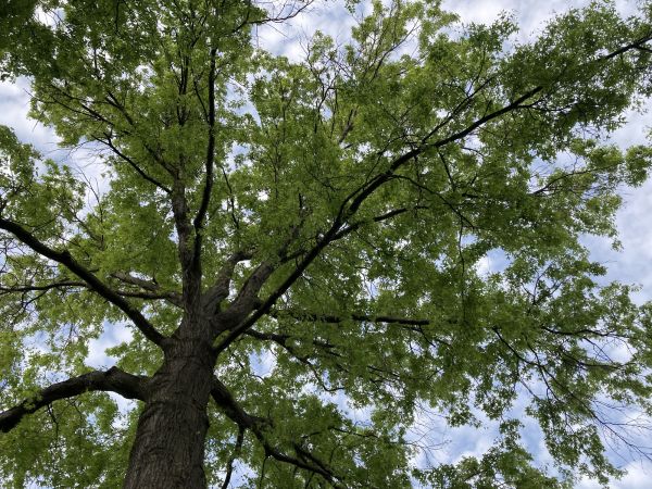 Cost of Oak Tree Removal in Laguna Niguel