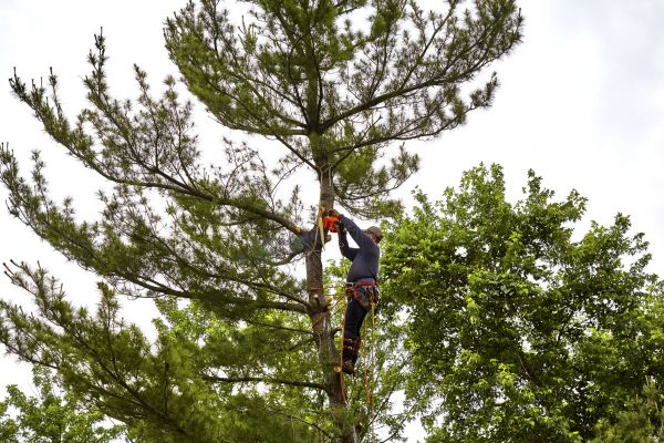 Cost of Pine Tree Removal in Laguna Niguel