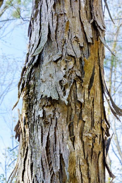 Cost of Hickory Tree Removal in Laguna Niguel