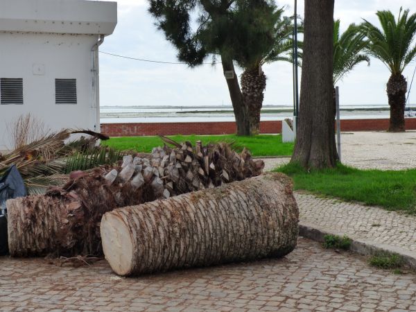 Palm Trees Removal in Laguna Niguel