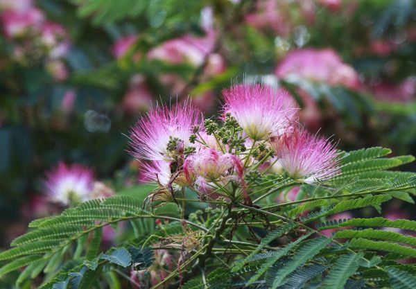 Cost of Mimosa Tree Removal in Laguna Niguel
