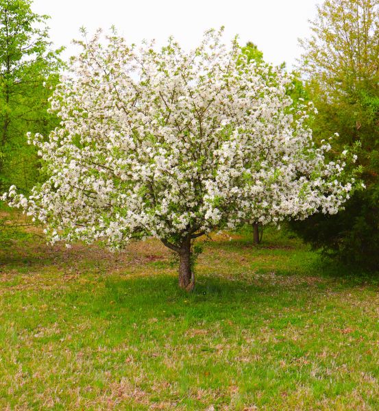 Cost of Dogwood Tree Removal in Laguna Niguel
