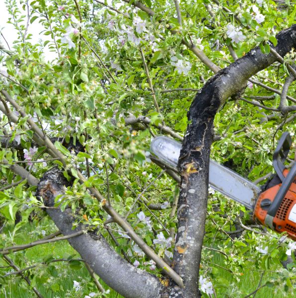 Cost of Apple Tree Removal in Laguna Niguel