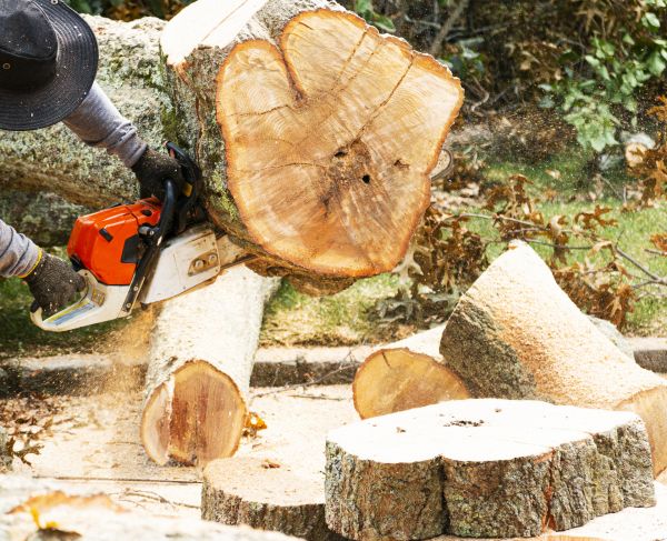 Tree Removal Service in Laguna Niguel