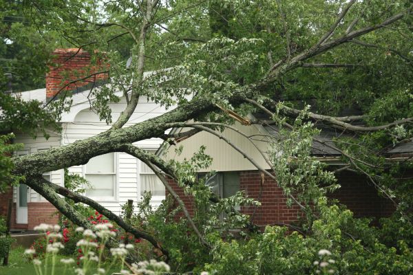 Emergency Tree Removal in Laguna Niguel