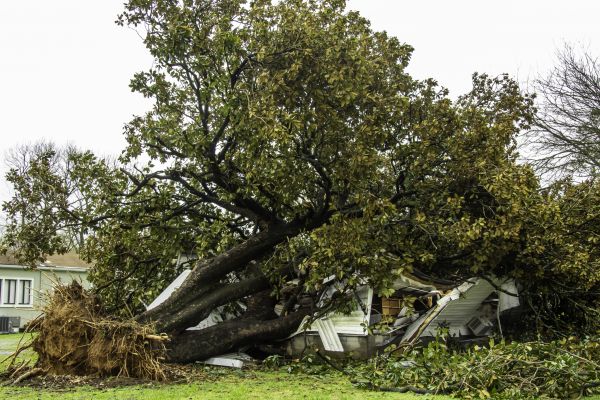 Fallen Tree Removal in Laguna Niguel