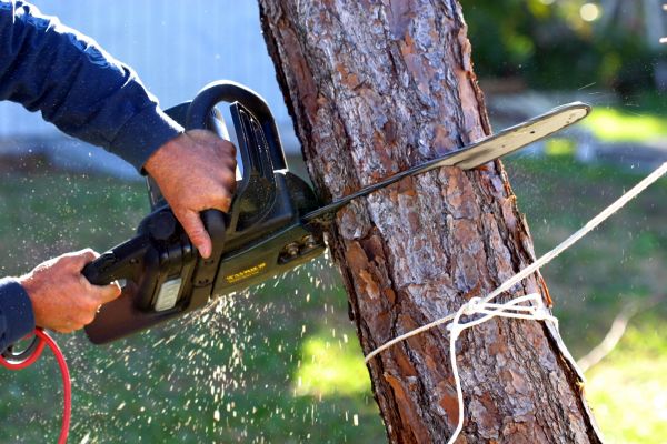Dead Tree Removal in Laguna Niguel