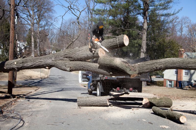 Tree Removal in Winter