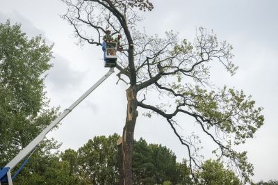 Fall Tree Removal