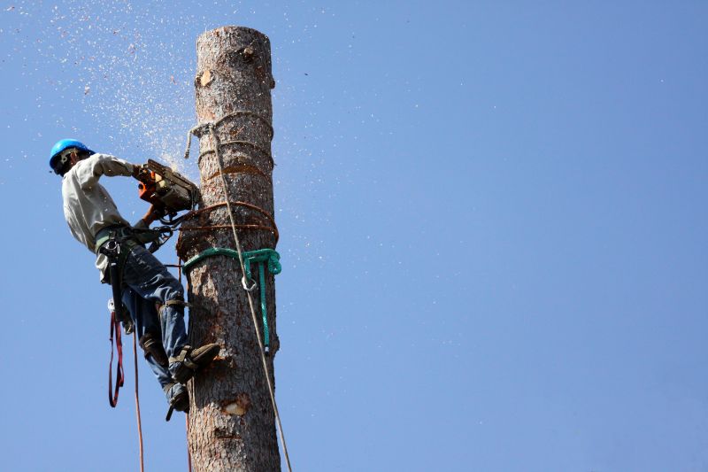 Climber Cutting a Tree