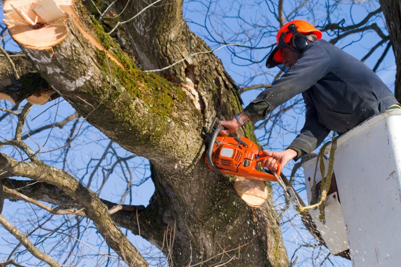 Professional Tree Removal Equipment