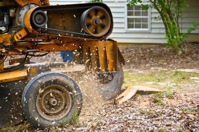 Stump Grinding and Cleanup